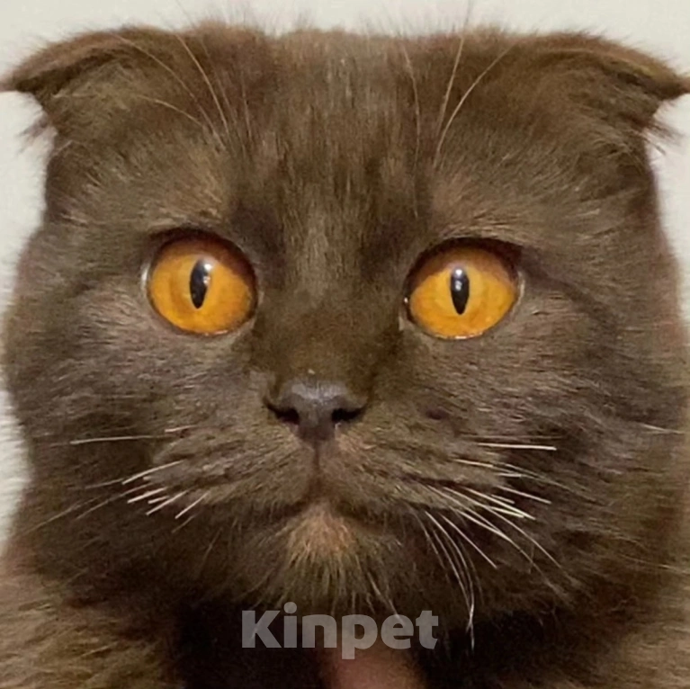 Кошки в Москве: Отстригли усы, чтобы домой не вернулась Девочка, Бесплатно - фото 3