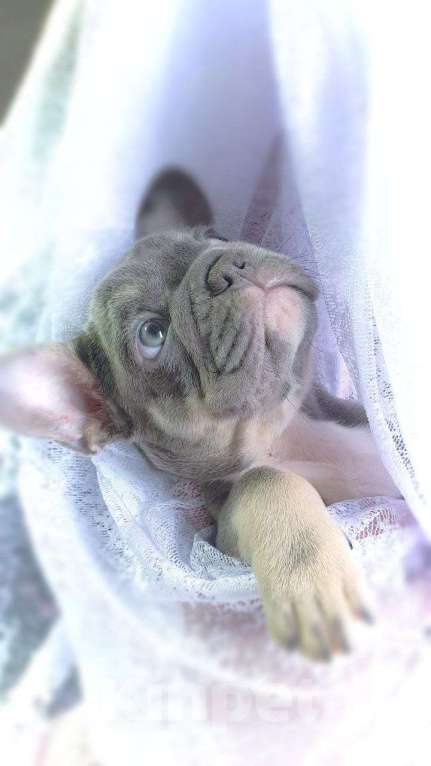 Собаки в Москве: Щенки французского бульдога лилак тан Мальчик, 80 000 руб. - фото 3