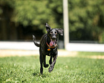 Собаки в Москве: Умнейшая чисто черная красавица собака Багира Девочка, Бесплатно - фото 1