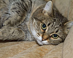 Кошки в Калуге: Киска Ириска. Милая миниатюрная кошка в добрые руки. Девочка, Бесплатно - фото 10