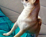 Собаки в Ижевске: Вязка чихуахуа, 1 руб. - фото 4