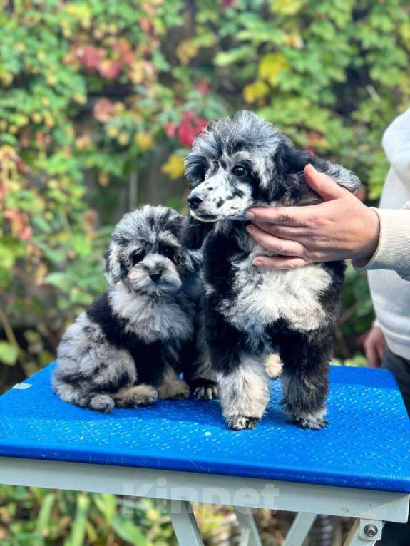 Собаки в Ставрополе: Мраморные мальчики  Мальчик, 85 000 руб. - фото 2