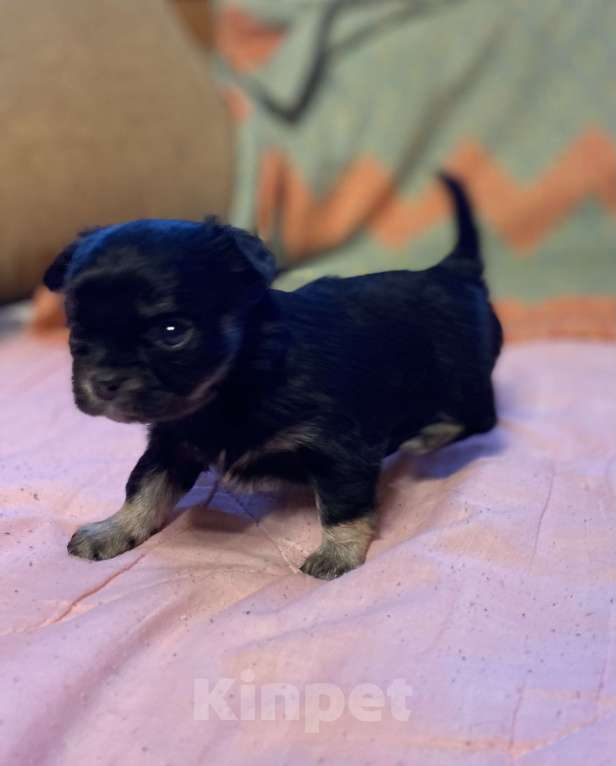 Собаки в Санкт-Петербурге: Очаровательная девочка чихуахуа  Девочка, 35 000 руб. - фото 8