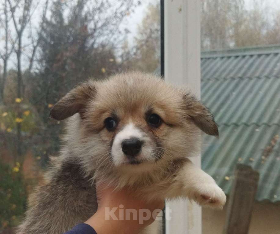 Собаки в Москве: Девочка вельш корги пемброк Девочка, 80 000 руб. - фото 2