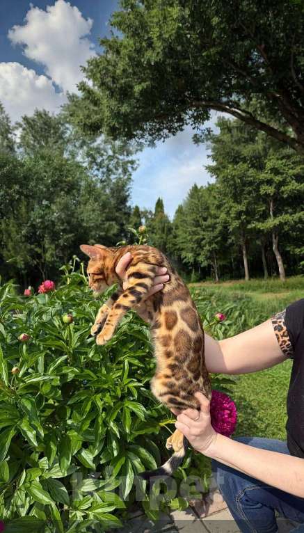 Кошки в Ставрополе: Бенгальские котята Мальчик, 40 000 руб. - фото 2