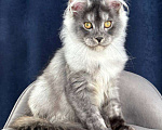 Кошки в Санкт-Петербурге: Pannda , Maine coon Девочка, 80 000 руб. - фото 2