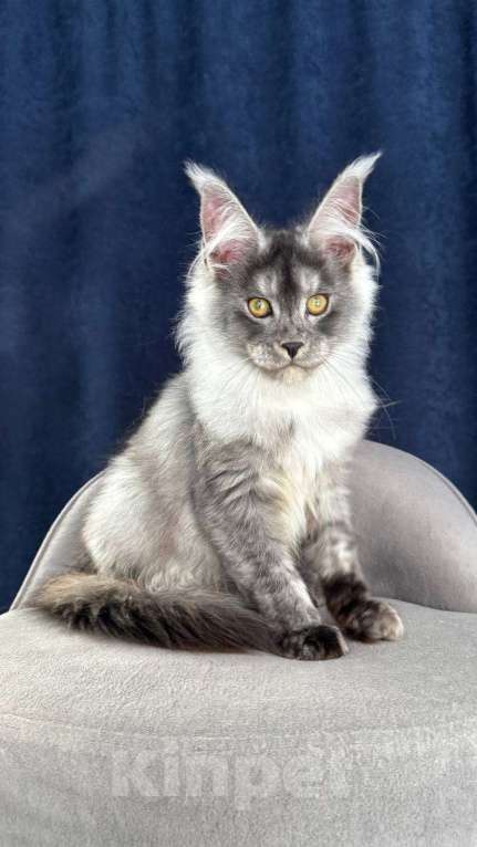 Кошки в Санкт-Петербурге: Pannda , Maine coon Девочка, 80 000 руб. - фото 2