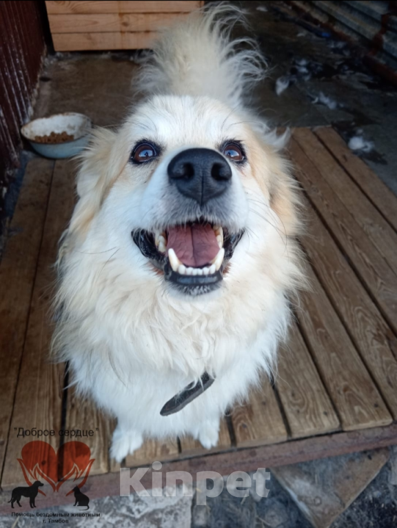 Собаки в Тамбове: Трезор  Мальчик, Бесплатно - фото 3