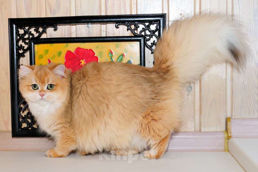 Кошки в Рыбинске: Британская длинношерстная девочка 5,5 мес Девочка, 30 000 руб. - фото 5