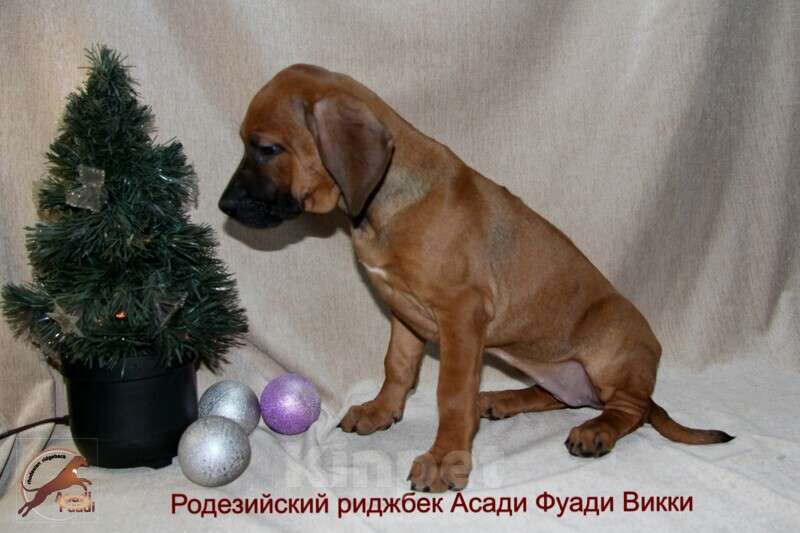 Собаки в Одинцово: Очаровательная девочка стандарт Девочка, 120 000 руб. - фото 9