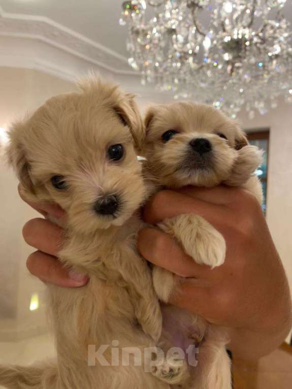 Собаки в Москве: щенки мальтипу Ф1 Мальчик, 150 000 руб. - фото 6