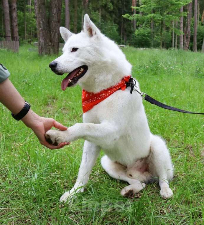Собаки в Москве: Белый красавец Норд в добрые руки Мальчик, 1 руб. - фото 3