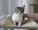Кошки в Москве: Котенок-малышок ищет свою семью! Мальчик, Бесплатно - фото 3