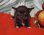 Собаки в Москве: Шоколадная девочка- чихуа Девочка, 35 000 руб. - фото 2