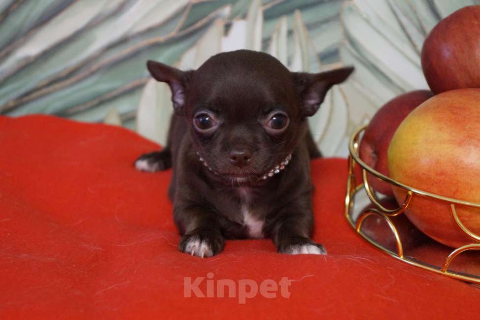 Собаки в Москве: Шоколадная девочка- чихуа Девочка, 35 000 руб. - фото 2