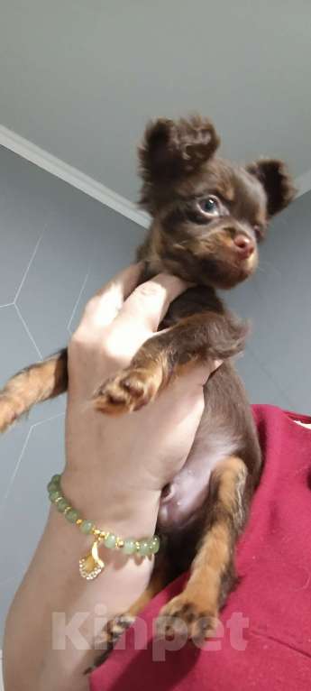 Собаки в Великом Новгороде: Русский той длинношёрстный Мальчик, 30 000 руб. - фото 4