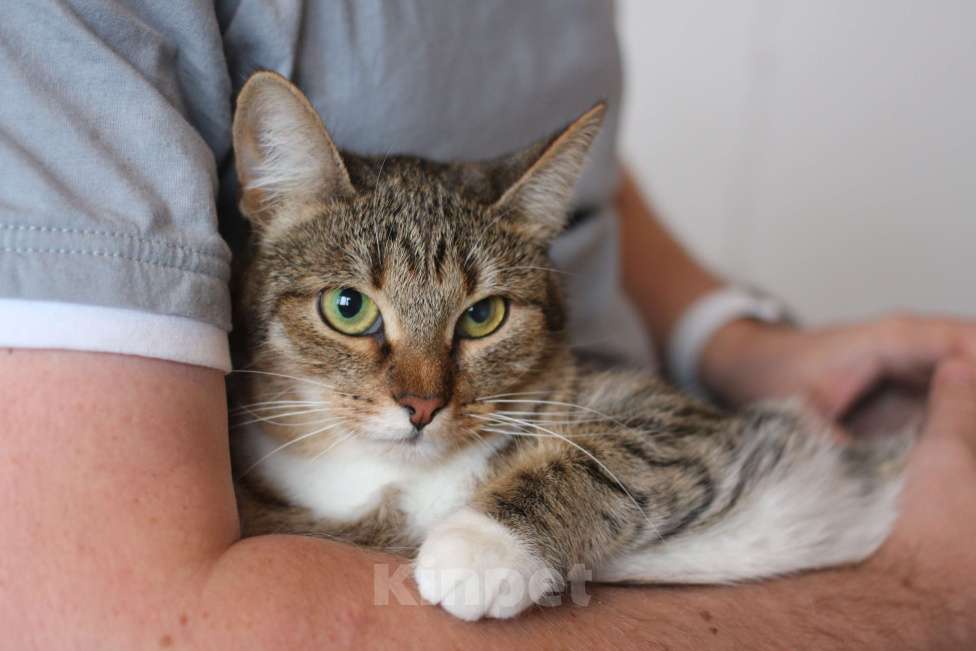 Кошки в Люберцах: Умная полосатая кошечка Девочка, Бесплатно - фото 9