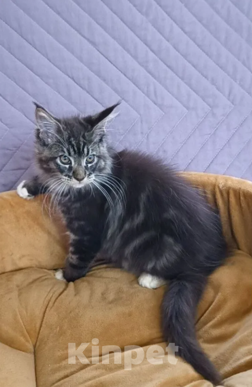 Кошки в Самаре: Мейн-ку́н Мальчик, 25 000 руб. - фото 6