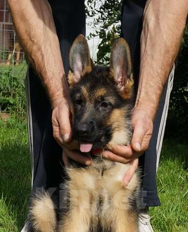 Собаки в Санкт-Петербурге: Щенки немецкой овчарки,  документы РКФ- FCI Мальчик, 45 000 руб. - фото 4