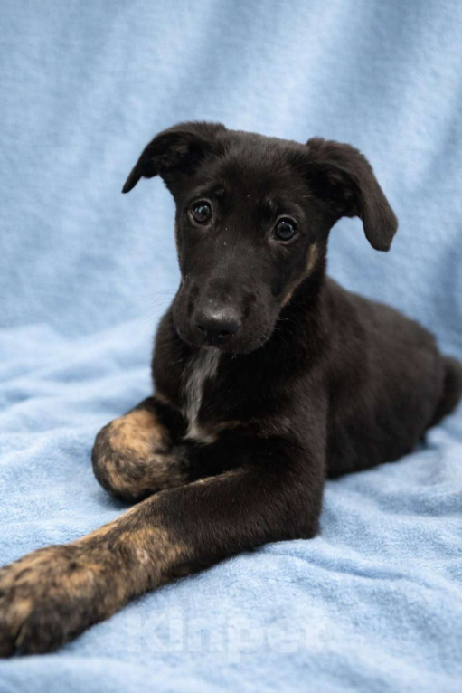 Собаки в Москве: Щенок мальчик Элвис ищет дом Мальчик, Бесплатно - фото 4