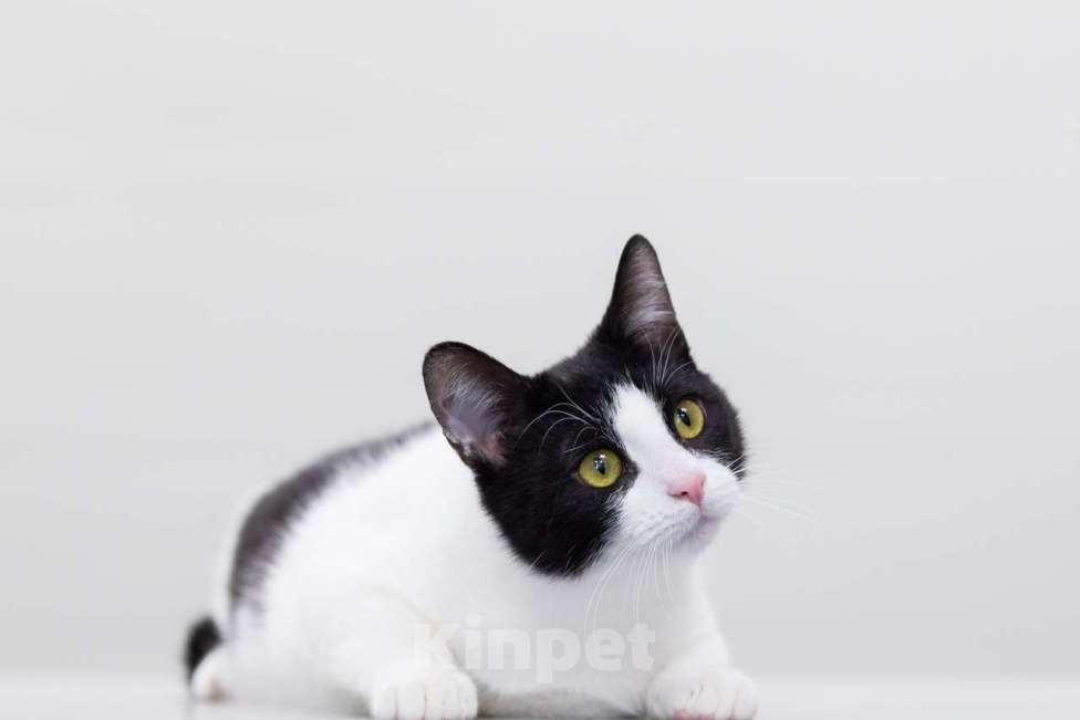 Кошки в Москве: котенок Пит Мальчик, Бесплатно - фото 3