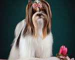 Собаки в Зеленограде: Девочка Бивер терьер  Девочка, 35 000 руб. - фото 4