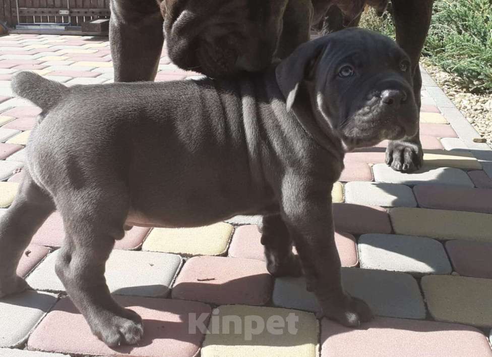 Собаки в Ростове-на-Дону: Щенки Кане Корсо (дети чемпионов) Мальчик, 60 000 руб. - фото 8