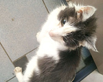Кошки в Москве: Найден кот породы Менкс Мальчик, Бесплатно - фото 1
