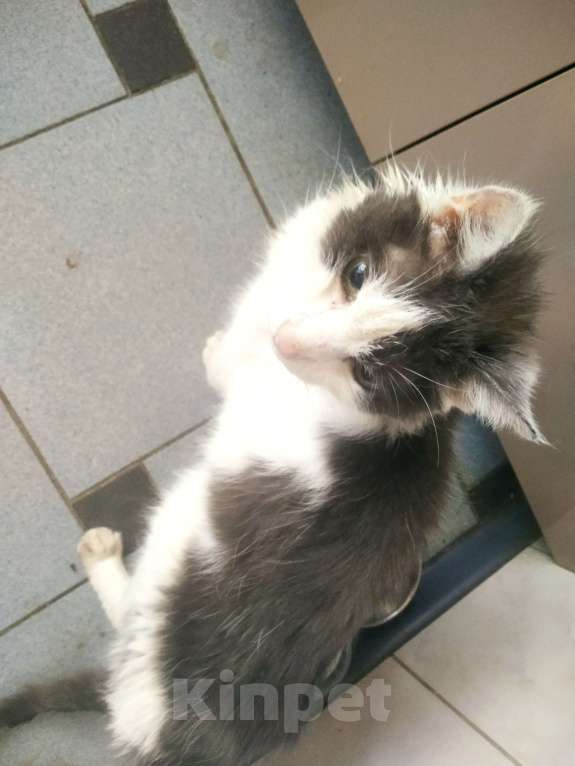 Кошки в Москве: Найден кот породы Менкс Мальчик, Бесплатно - фото 1