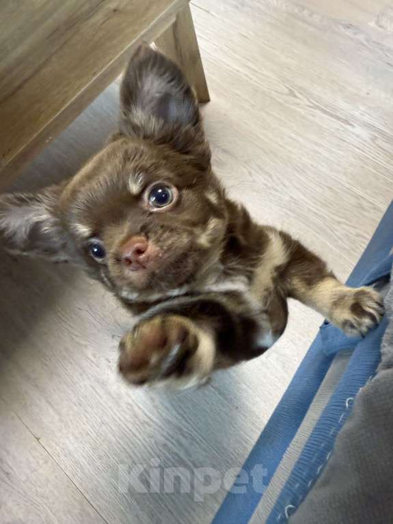 Собаки в других городах Московской области: Мальчик чихуахуа  Мальчик, 50 000 руб. - фото 3