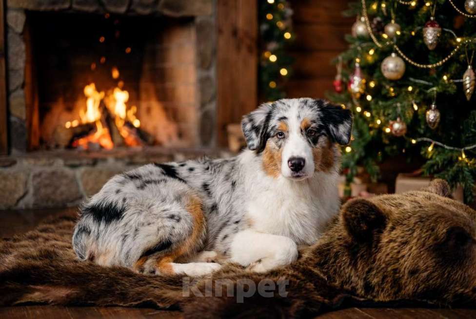 Собаки в Звенигороде: Щенки австралийской овчарки   Мальчик, 90 000 руб. - фото 2