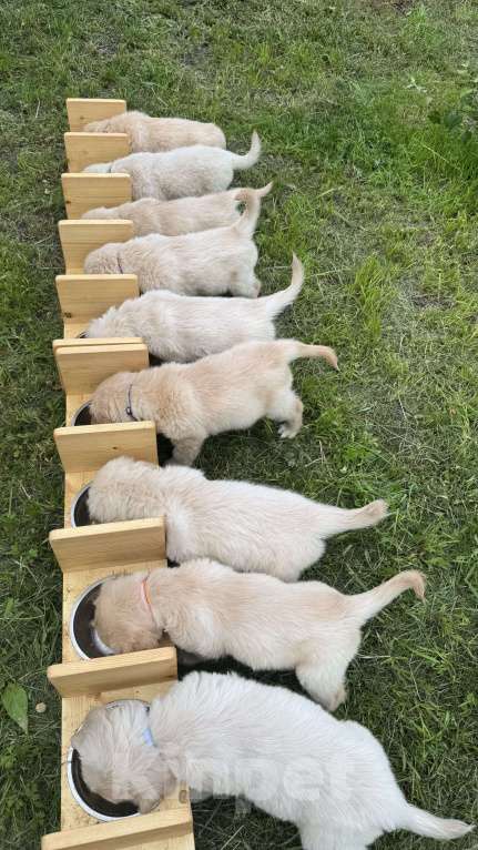 Собаки в Петрозаводске: Щенок Золотистого ретривера  Мальчик, 80 000 руб. - фото 9