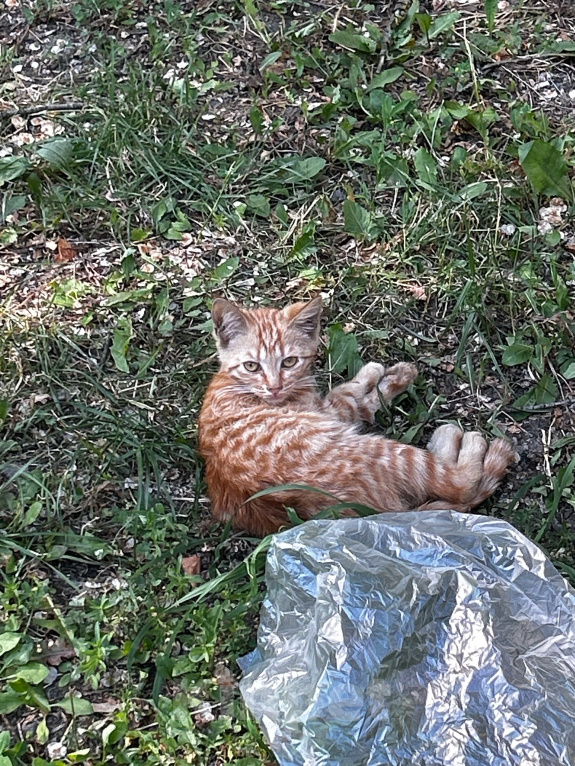 Кошки в Москве: Котенок девочка ищет дом Девочка, Бесплатно - фото 10