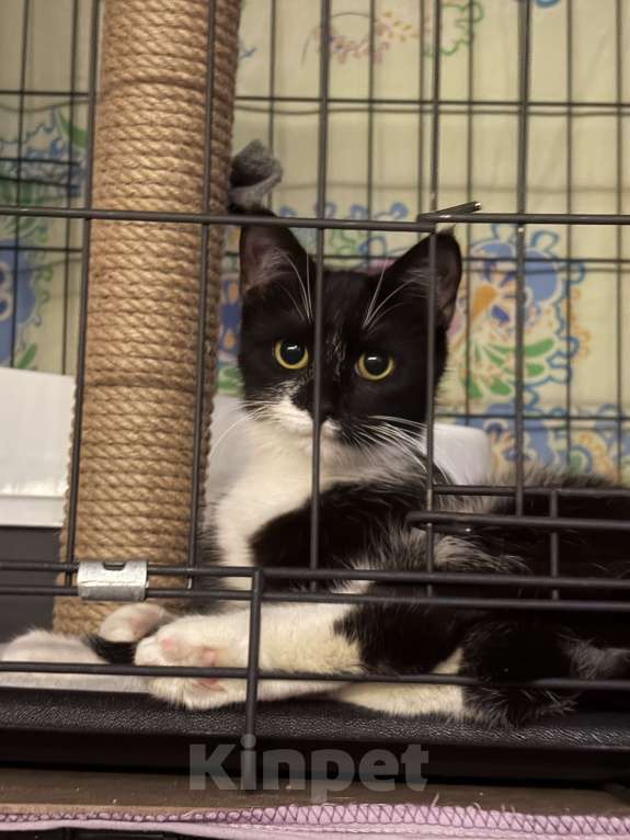 Кошки в Санкт-Петербурге: Подросток из приюта в добрые руки Девочка, Бесплатно - фото 4