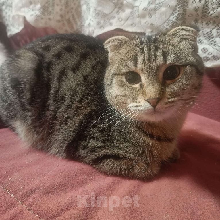 Кошки в Москве: Очаровательный Валли ищет семью  Мальчик, Бесплатно - фото 6