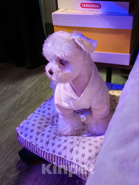 Собаки в Москве: Мальтипу от питомника Psinamade Мальчик, 65 000 руб. - фото 7