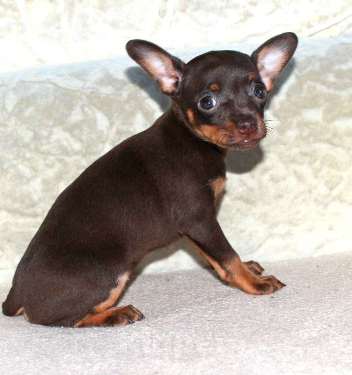 Собаки в Волгограде: Девочка горький шоколад Девочка, 17 000 руб. - фото 2