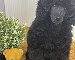 Собаки в Новороссийске: Чёрный той пудель Мальчик, Бесплатно - фото 3