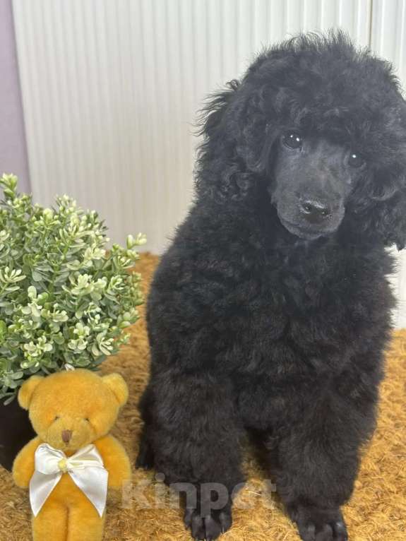 Собаки в Новороссийске: Чёрный той пудель Мальчик, Бесплатно - фото 3