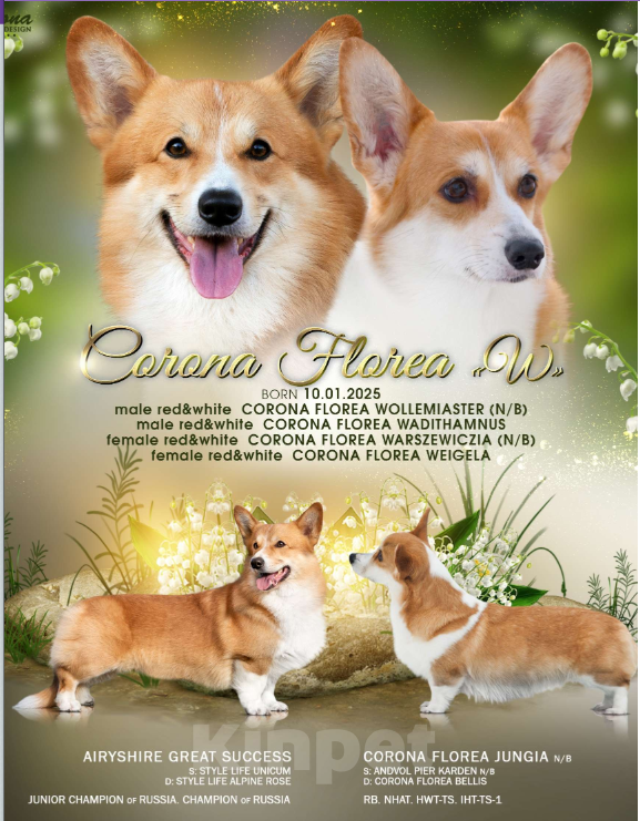 Собаки в Санкт-Петербурге: Щенок вельш корги пемброк Мальчик, 50 000 руб. - фото 3