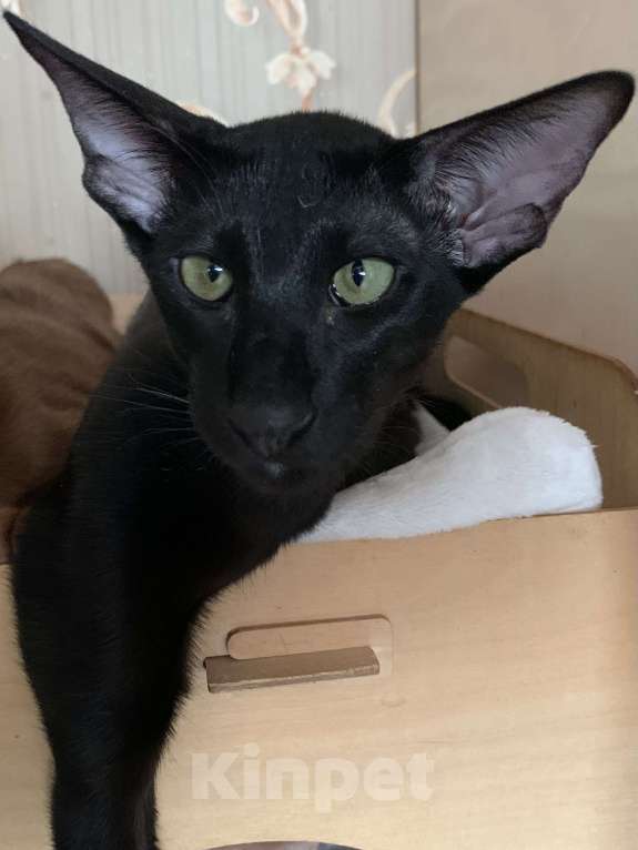 Кошки в Москве: Ориентальный котик Мальчик, 50 000 руб. - фото 1