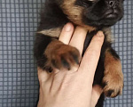 Собаки в Москве: Малый брабансон девочка Девочка, 50 000 руб. - фото 3