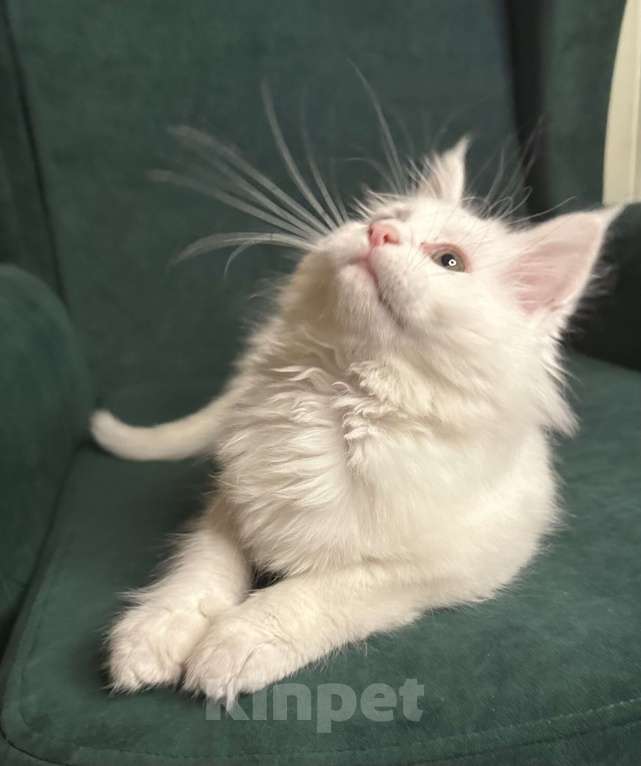 Кошки в Дятьково: Кошечка красивейшая  Девочка, Бесплатно - фото 1