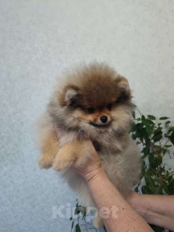 Собаки в Альметьевске: Померанский шпиц  Девочка, 60 000 руб. - фото 2