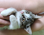 Кошки в Краснодаре: Котенок в добрые руки Девочка, Бесплатно - фото 4