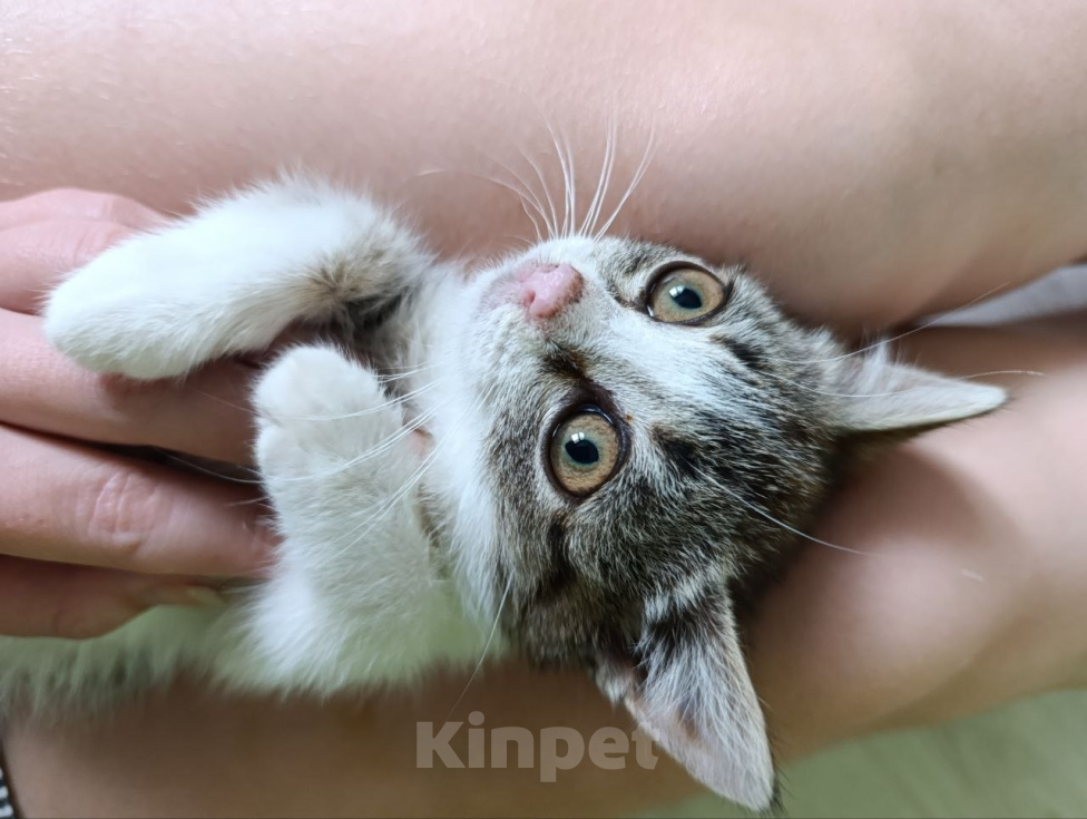 Кошки в Краснодаре: Котенок в добрые руки Девочка, Бесплатно - фото 4