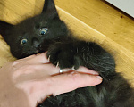Кошки в Москве: Милый котенок в добрые руки  Мальчик, 100 руб. - фото 3