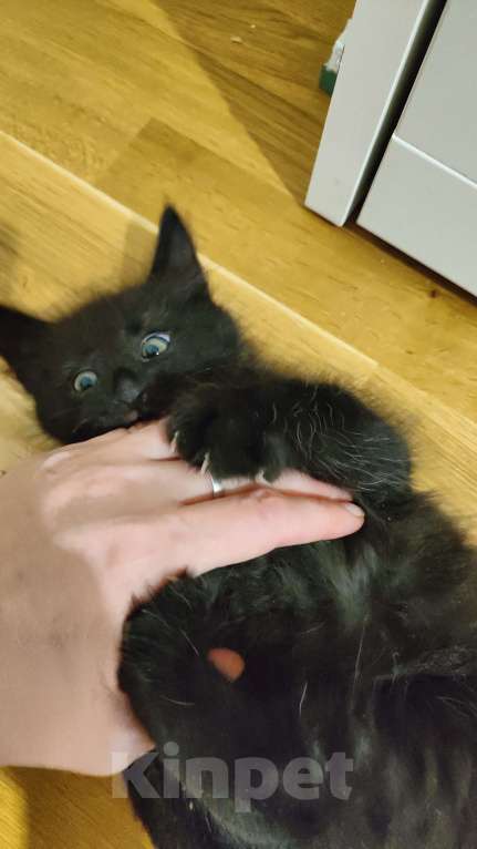 Кошки в Москве: Милый котенок в добрые руки  Мальчик, 100 руб. - фото 3