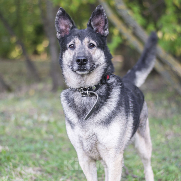 Собаки в Москве: Рудольф Мальчик, Бесплатно - фото 3