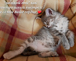 Кошки в Гагарине: Девушка в активном поиске хозяев Девочка, Бесплатно - фото 3